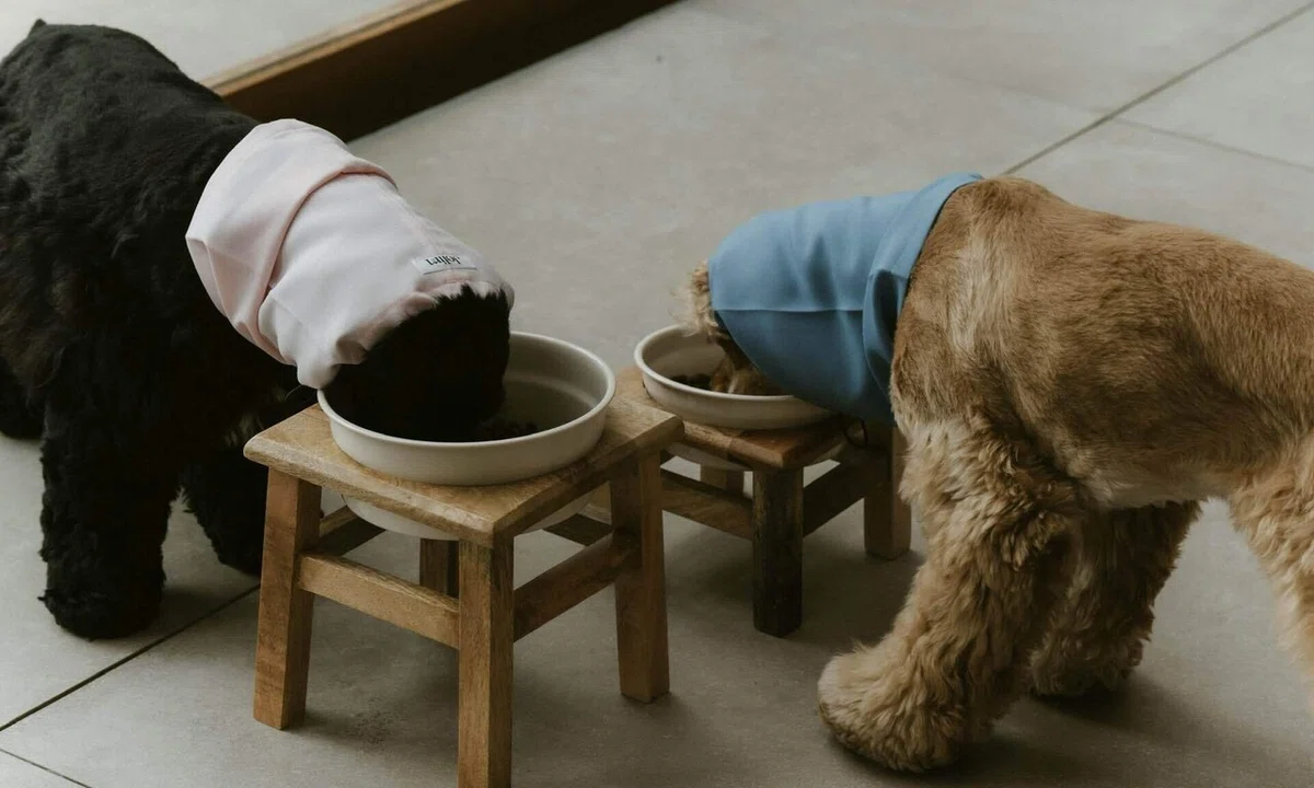 スヌードを着けた犬が食事台でフードを食べている様子
