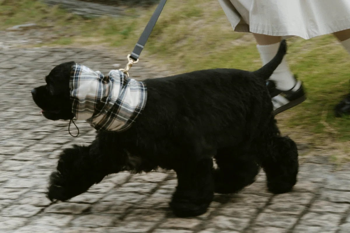 スヌードを着けて散歩する黒い犬