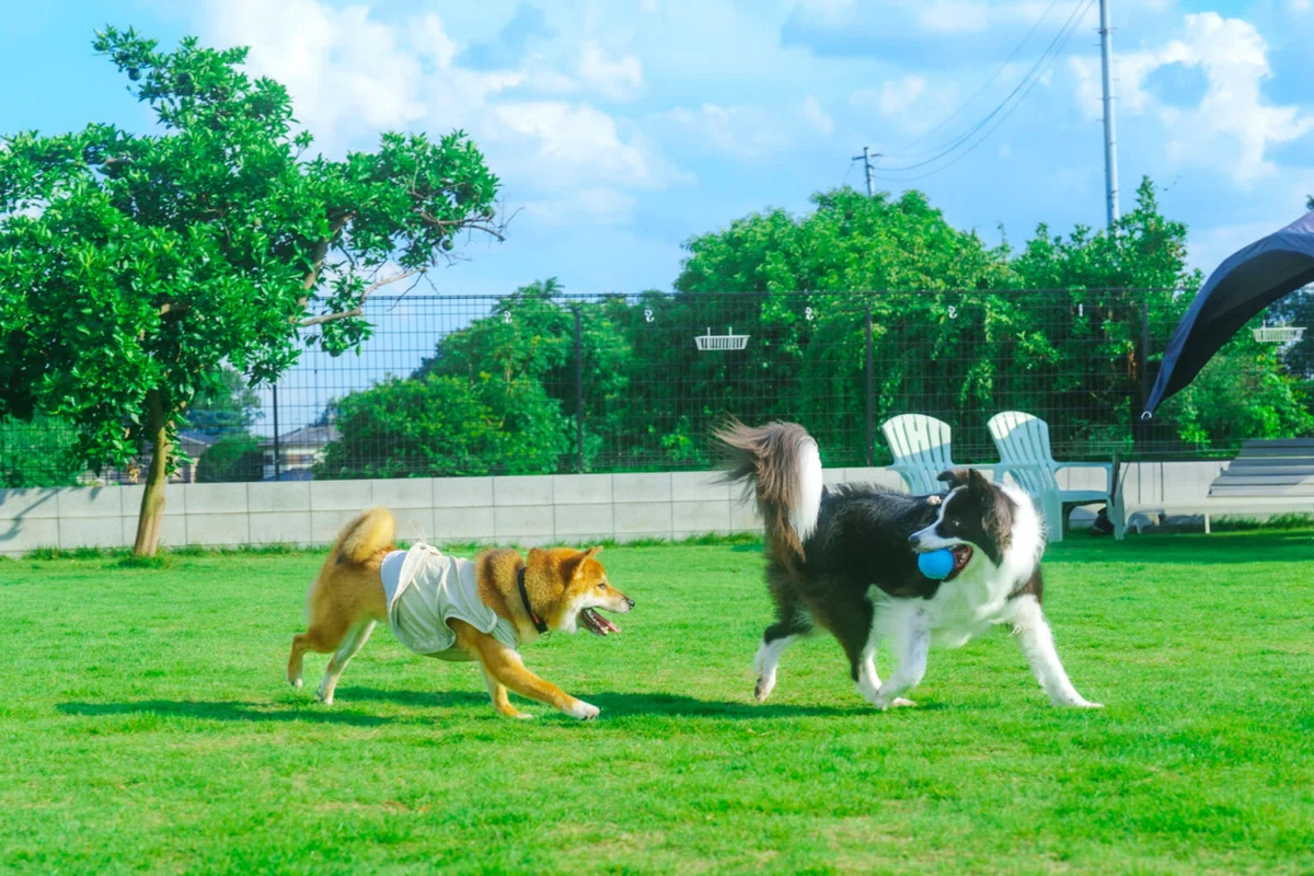 the SCAMPSドッグパークで、芝生を走り回って遊ぶ犬たち