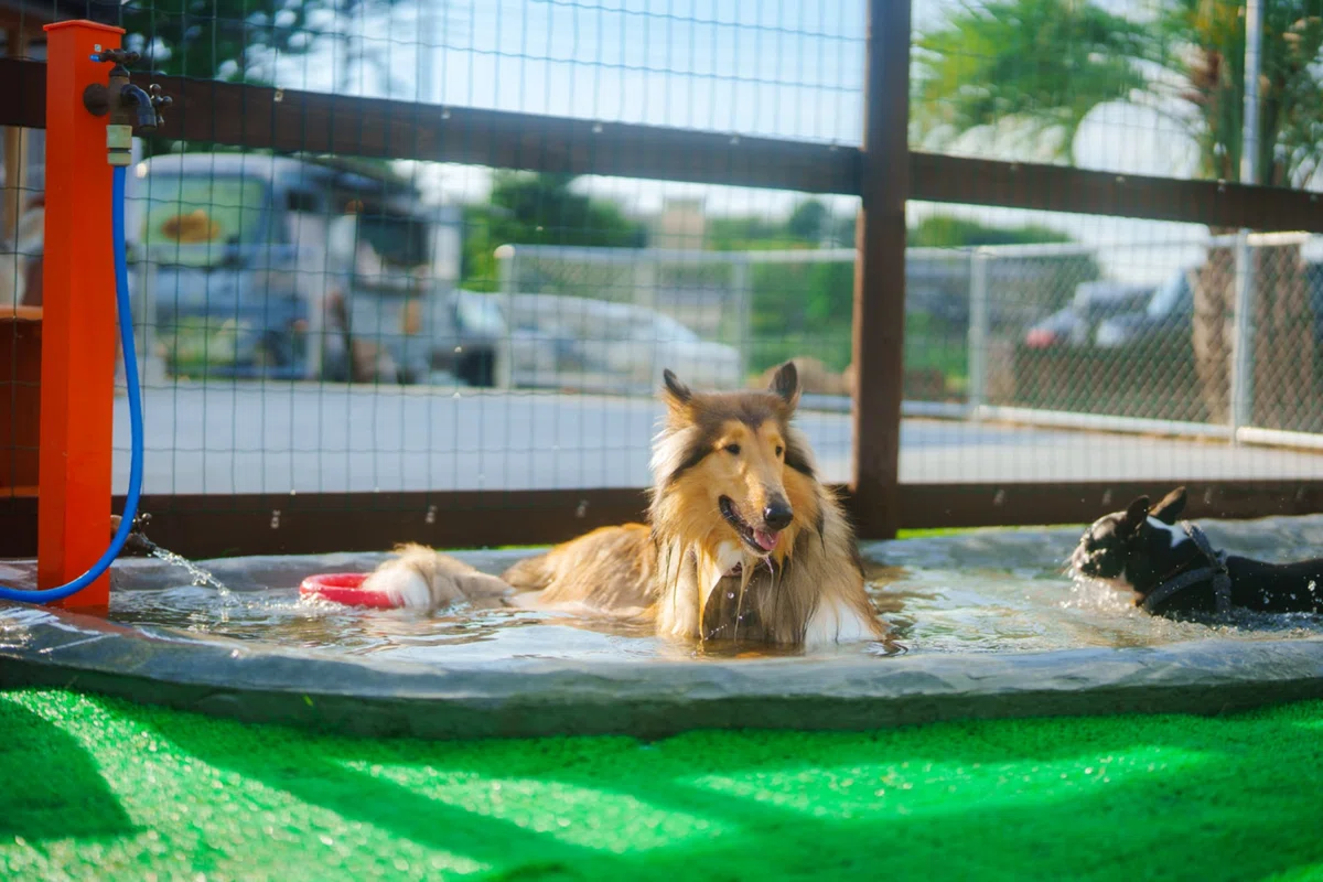 the SCAMPSドッグパークで、水遊びを楽しむコリーと犬たち